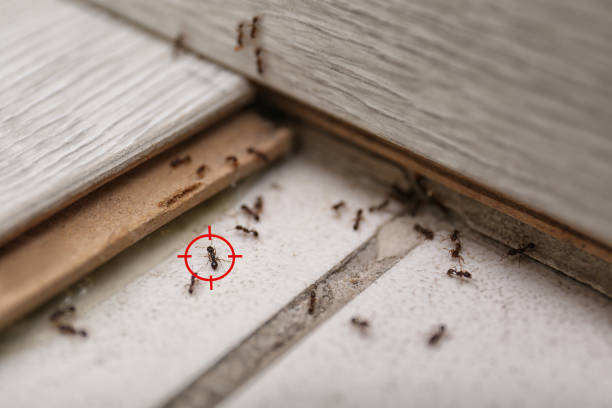 Best Pest Removal Services  in Au Sable, MI