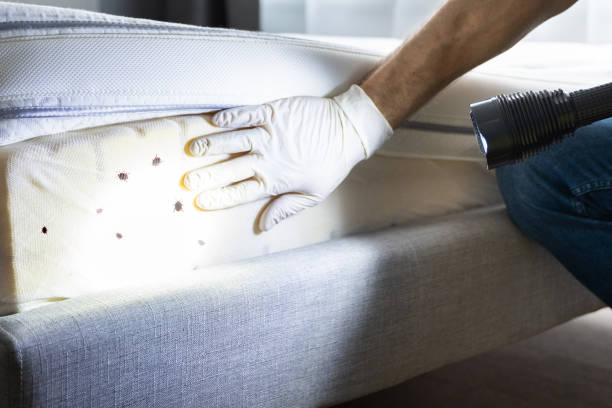 Best Flea Control Services  in Au Sable, MI